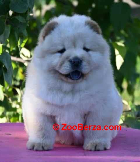 Chow Chow Cau Cau Čau Čau 