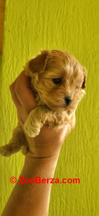 Maltipoo stenci