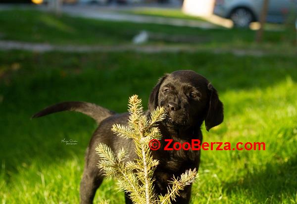 Labrador Retriver štenci 