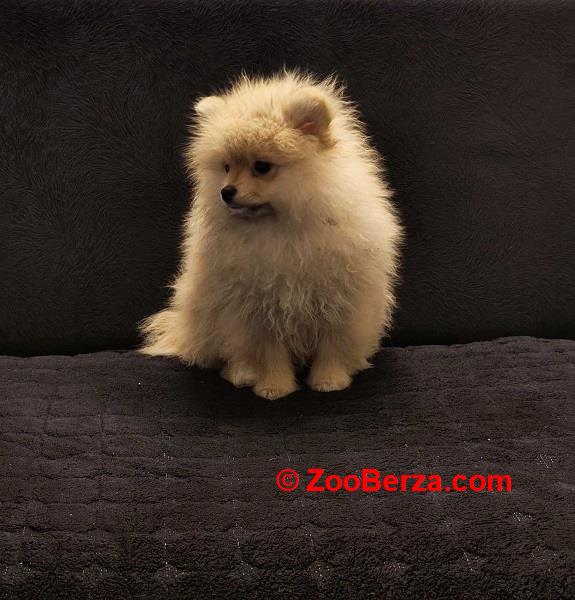 Štenci pomeranskog špica