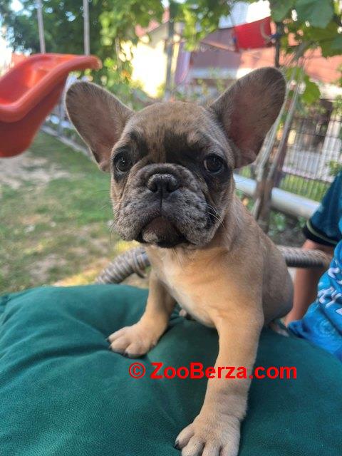 Francuski buldog, ženski štenci