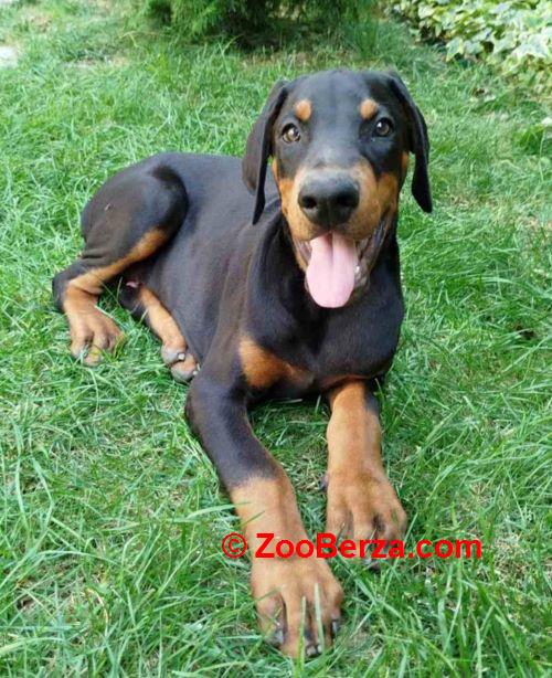 Doberman, štenci 