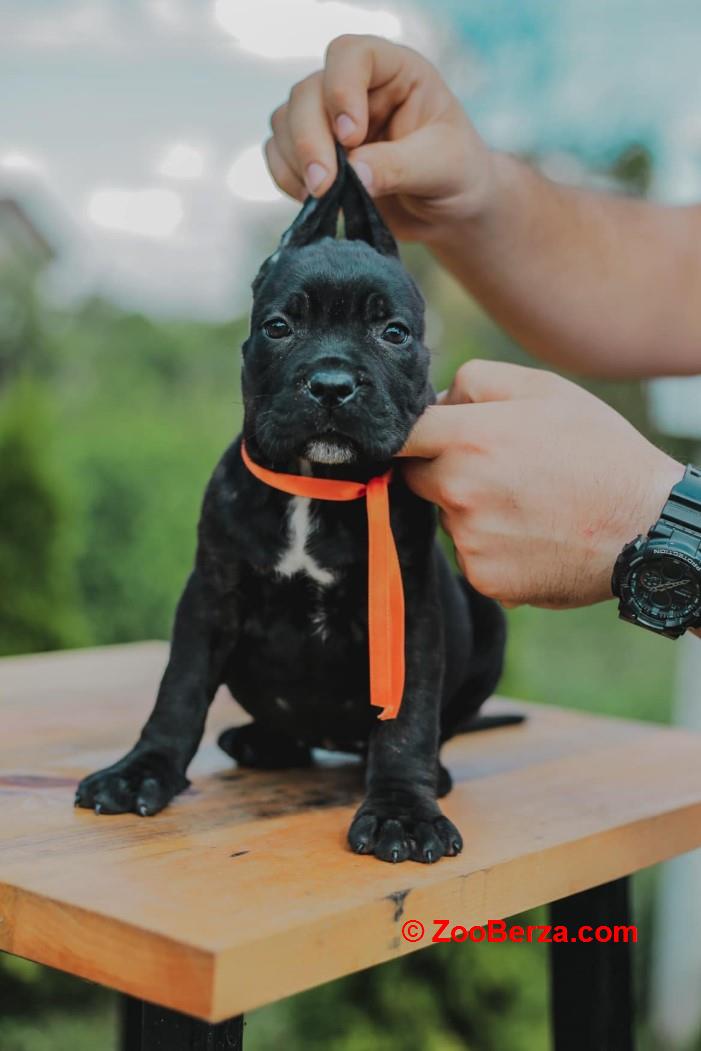 Cane Corso štenci