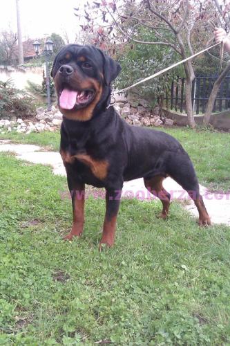 Rottweiler