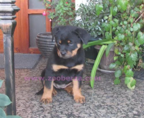 Rottweiler Štenci