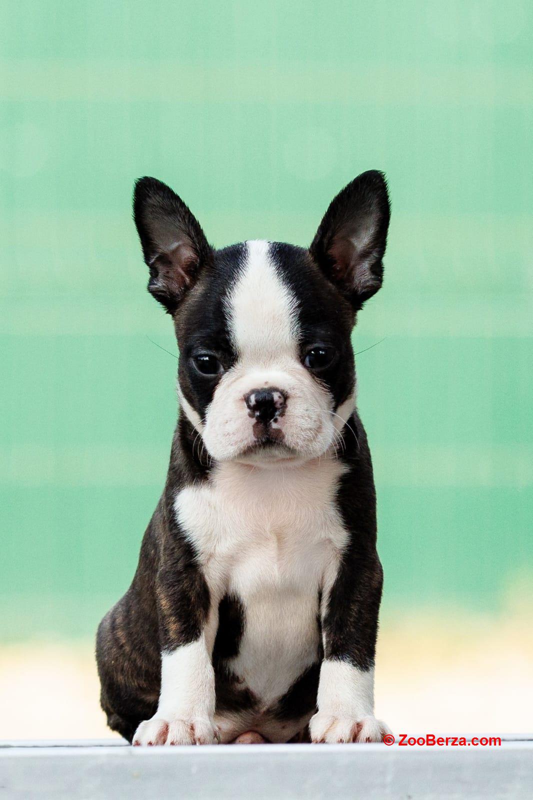 Boston terrier stenad