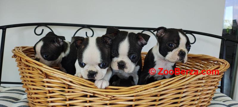 Boston terrier stenci