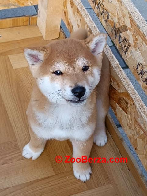 Šiba Inu štenci