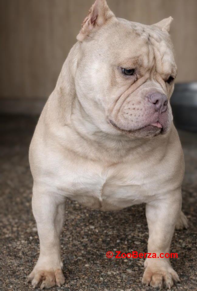 American Bully Ženka je stara 13 meseci, vrhunskog, izuzetnog porekla 