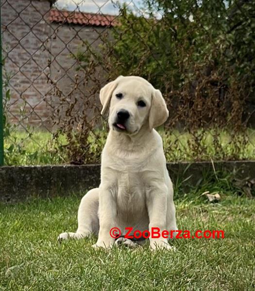 Labrador retriver ženkice