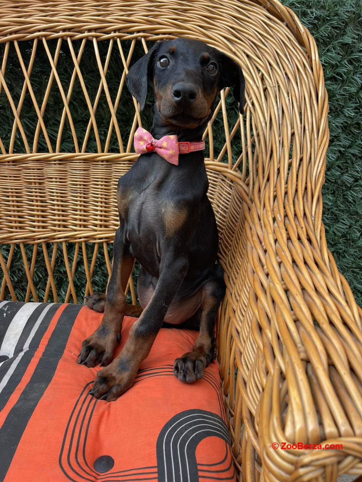 Doberman štenci
