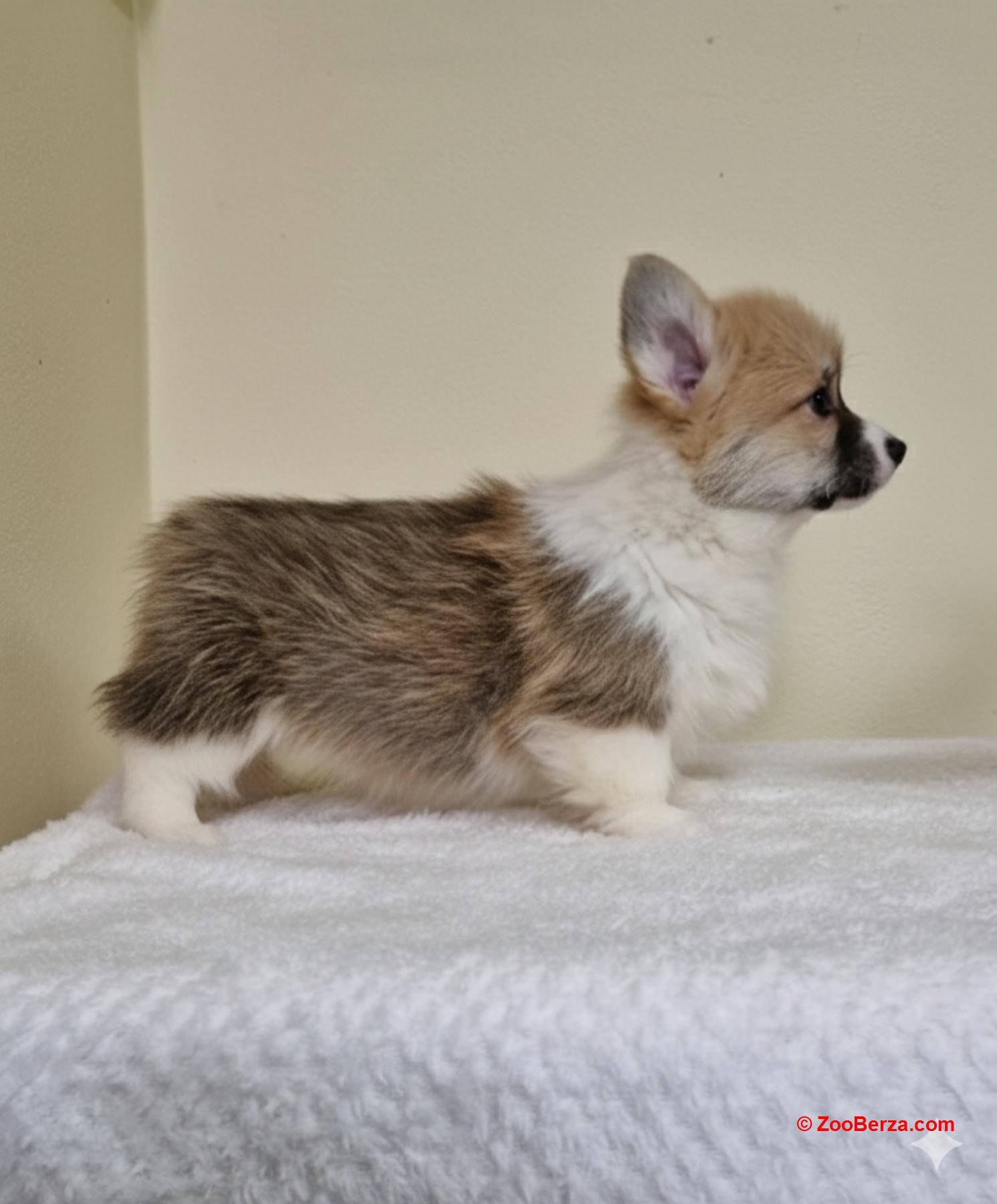 Velški Korgi Pembrok prelepi štenci