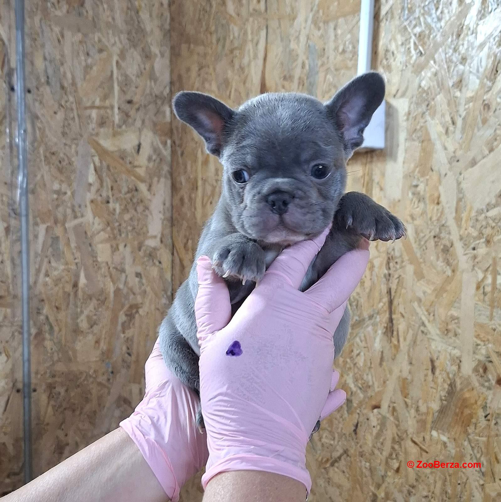 Francuski buldog exotic