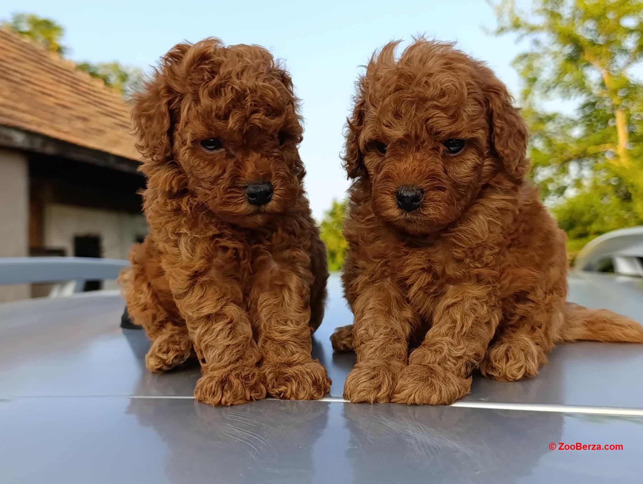 Toy Crvena Pudla prelepi stenci