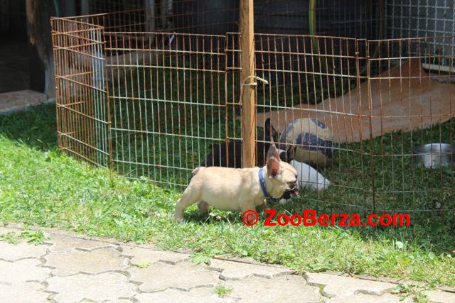 Francuski Buldog štenci