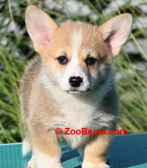 Velški korgi Welsh Corgi Pembroke