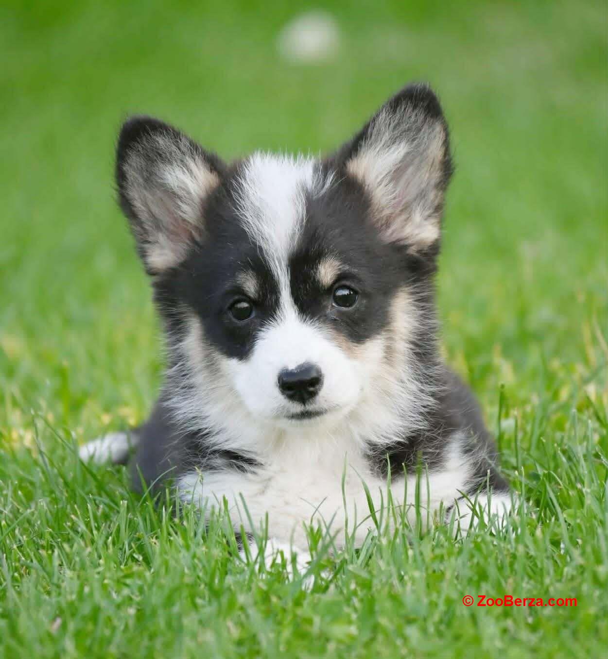 Velški korgi/Welsh Corgi Pembroke