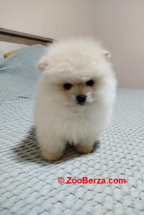 Prelepi Bo medvedici 