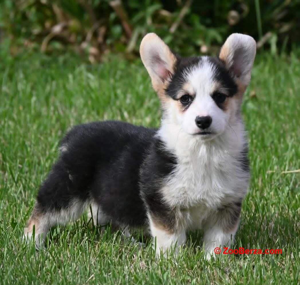 Velski korgi/Welsh Corgi Pembroke