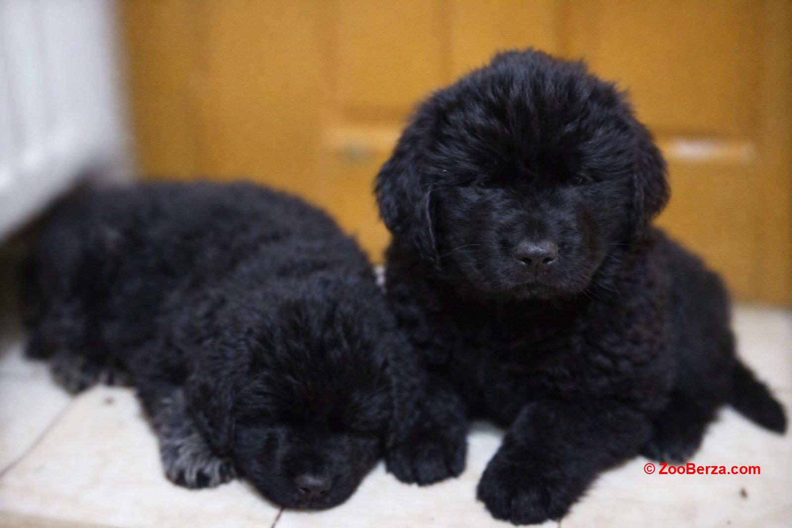 NJUFAUNDLENDER ŠTENCI