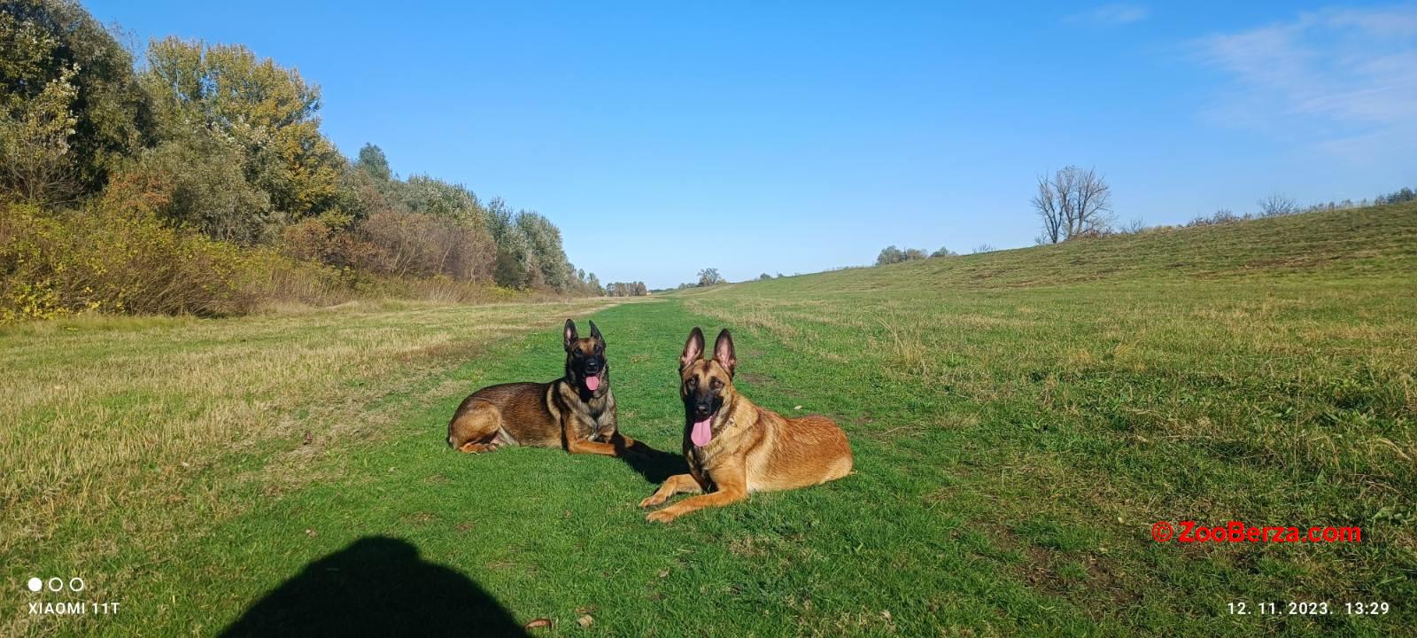 Belgijski ovčar (Malinoa) štenci