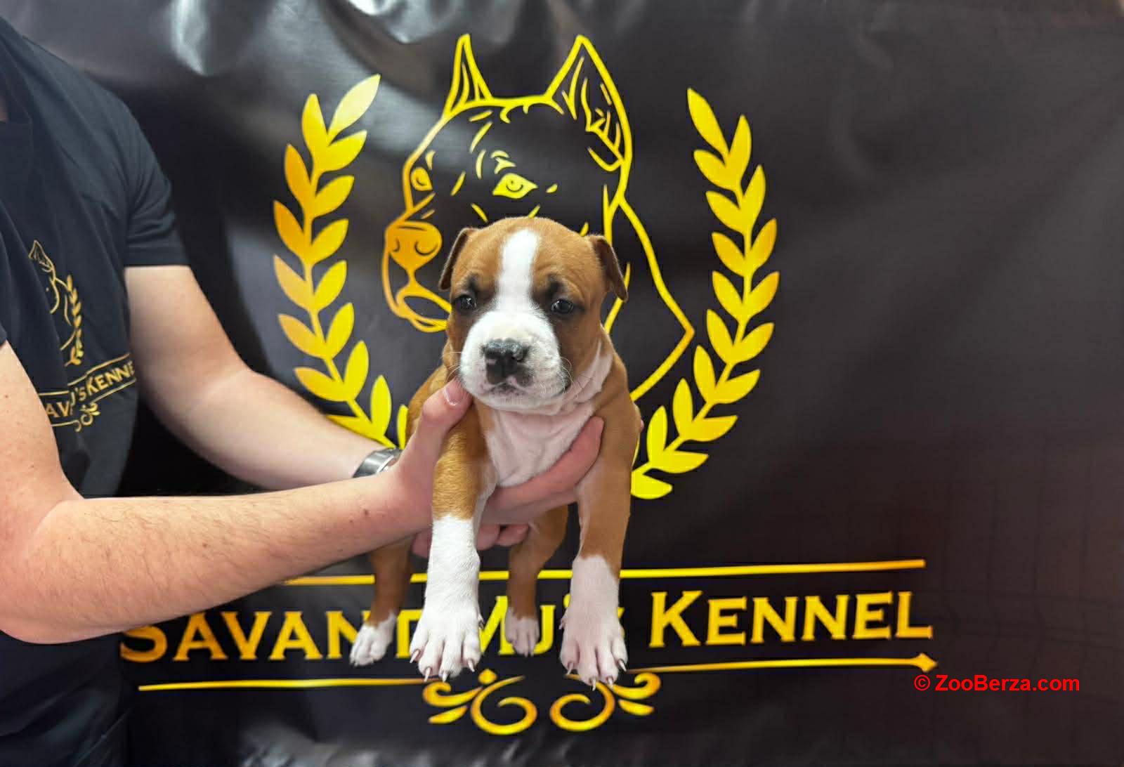 Američki Stafordski Terijer štenci 