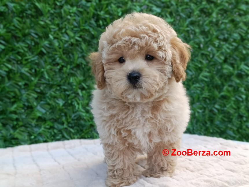 Maltipoo štenci – savršeni kućni ljubimci!