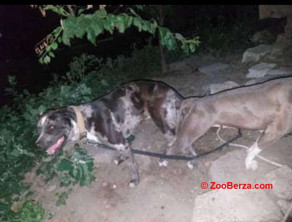 Pitbull Merle x Bluenose stenci 