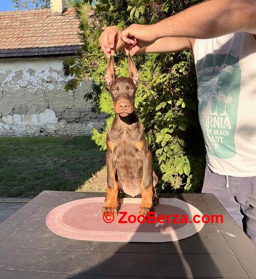 DOBERMAN štenci