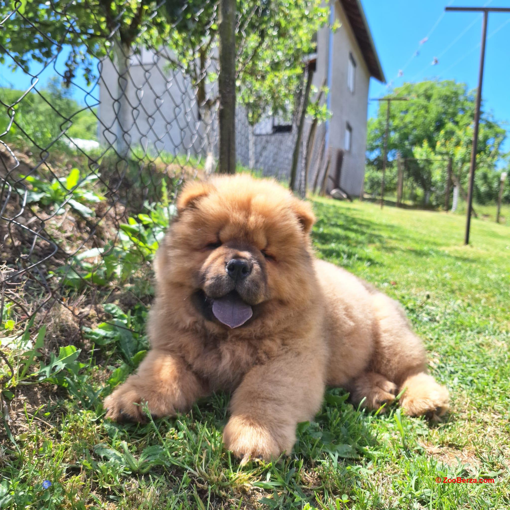 Chow chow stenci