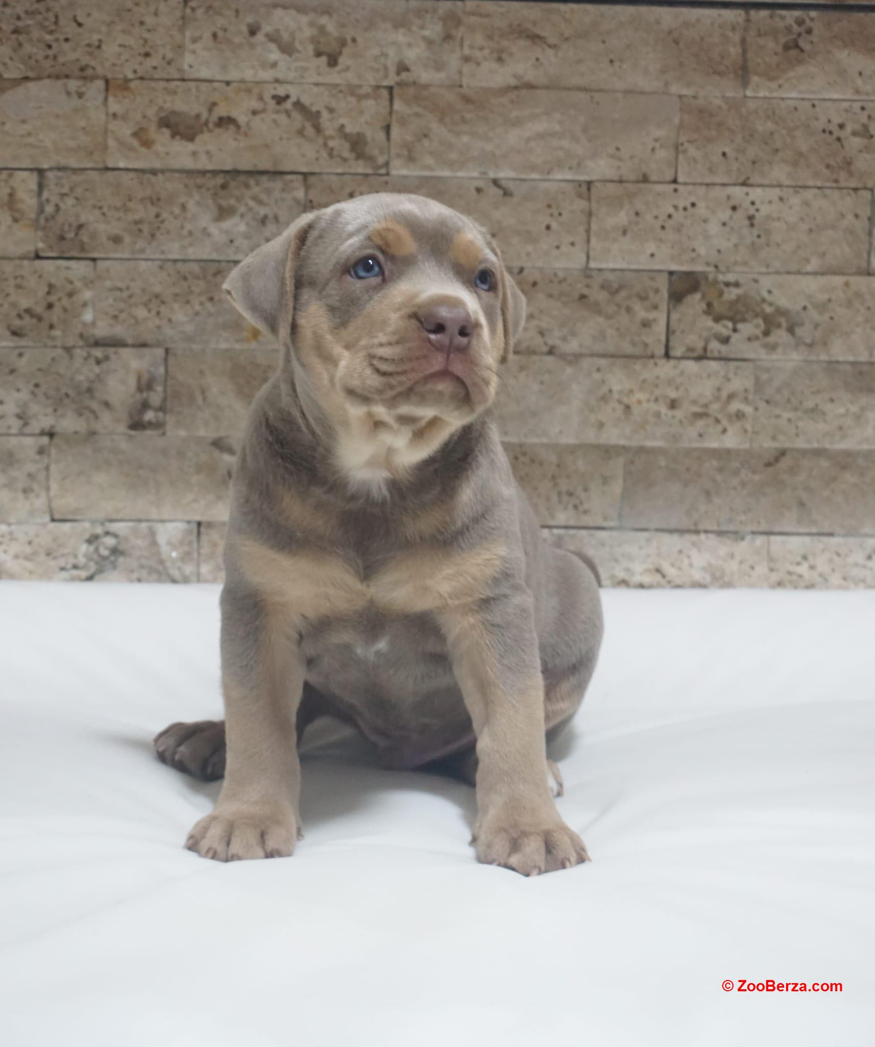 Pitbull Lilac Tricolor štene