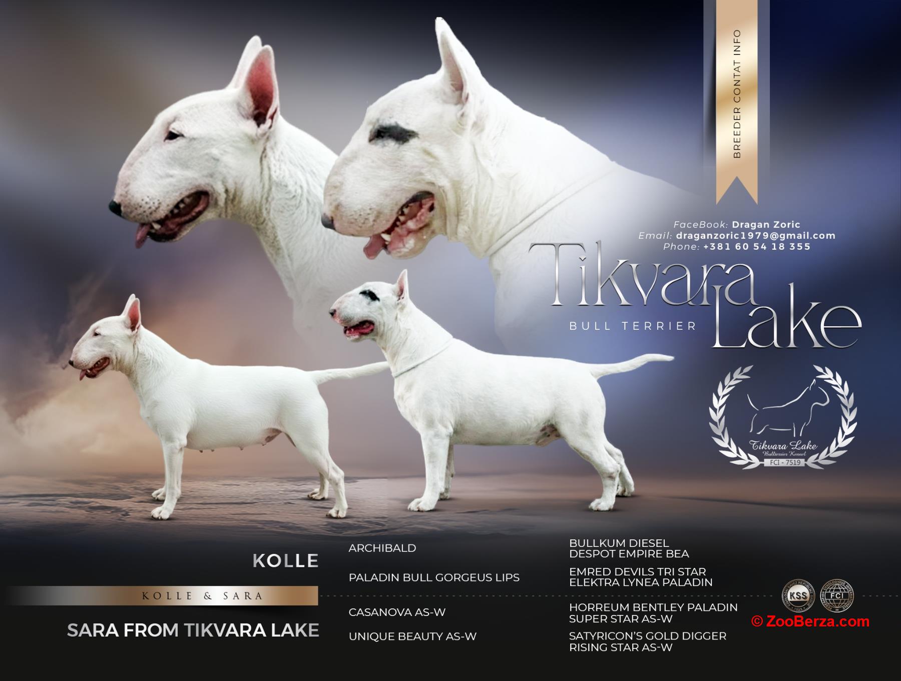 Standard Bul Terijer