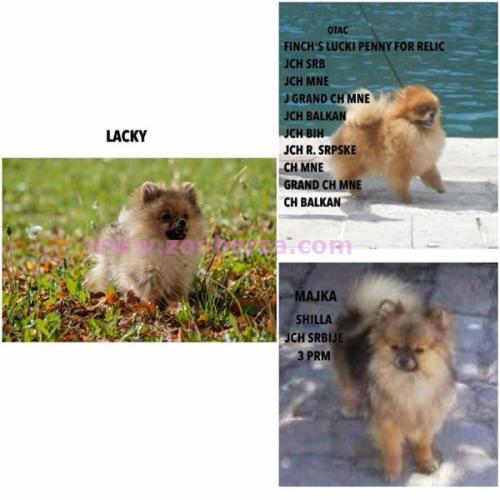 Patuljasti špic-pomeranian