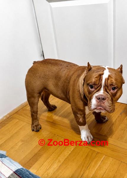 Muzjak -American Bully Exotic Merle