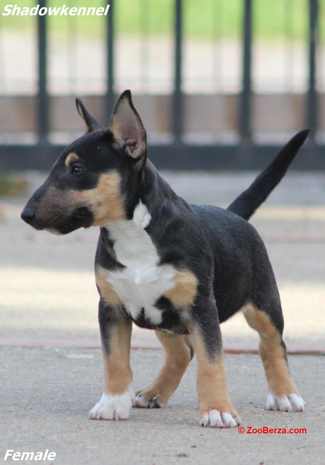 Mini Bull Terijer prelepi štenci