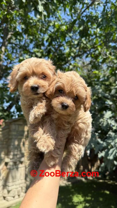 Maltipoo kucici