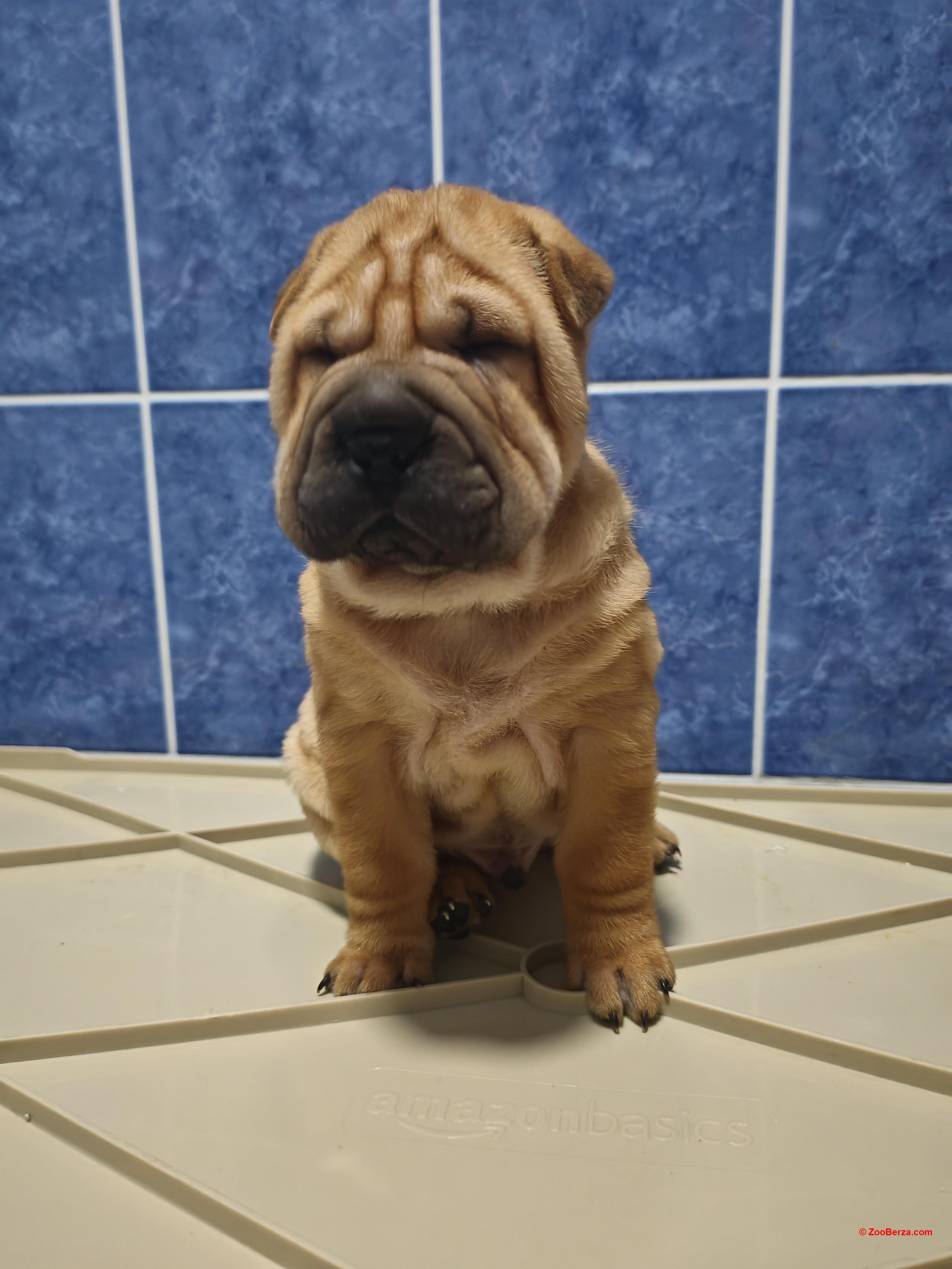 Stenci Shar peia