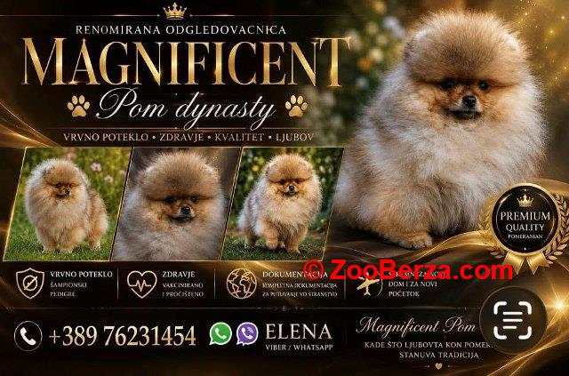 Pomeranci, ekskluzivni štenci