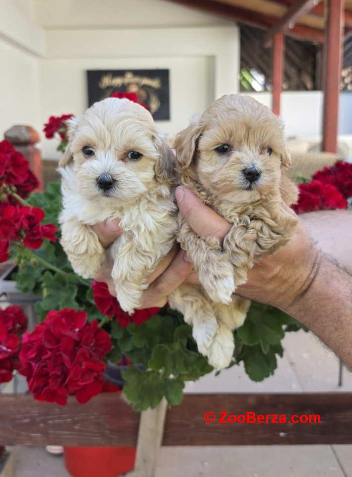Savrseni maltipoo bebani spremni su za preuzimanje 
