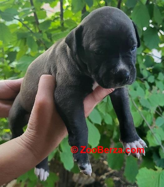 Pitbull štenci 