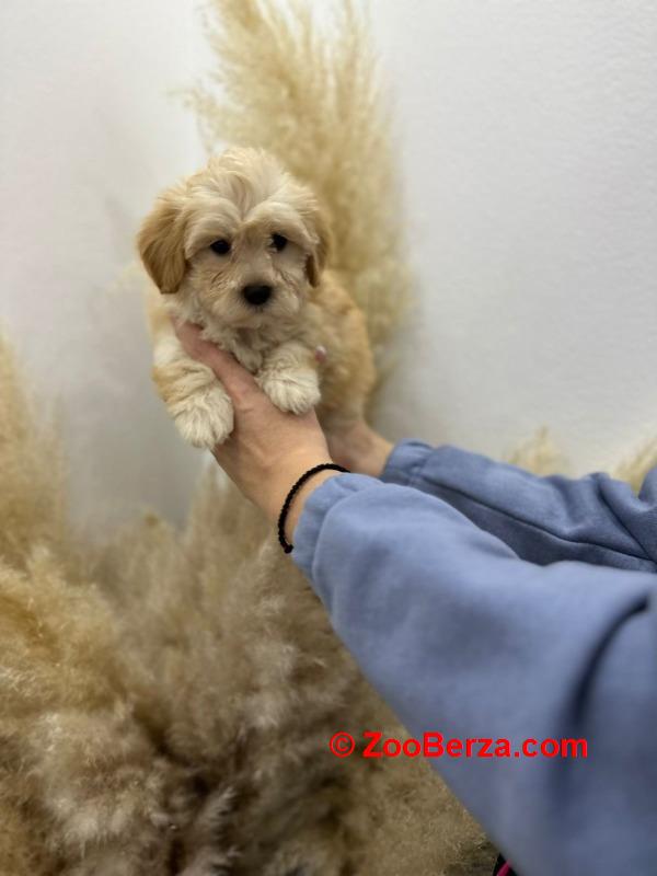 Maltipoo vrhunske genetike