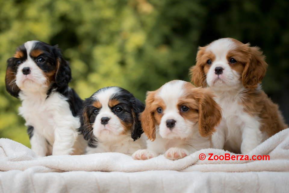 CAVALIER KING CHARLES  spaniel štenci   