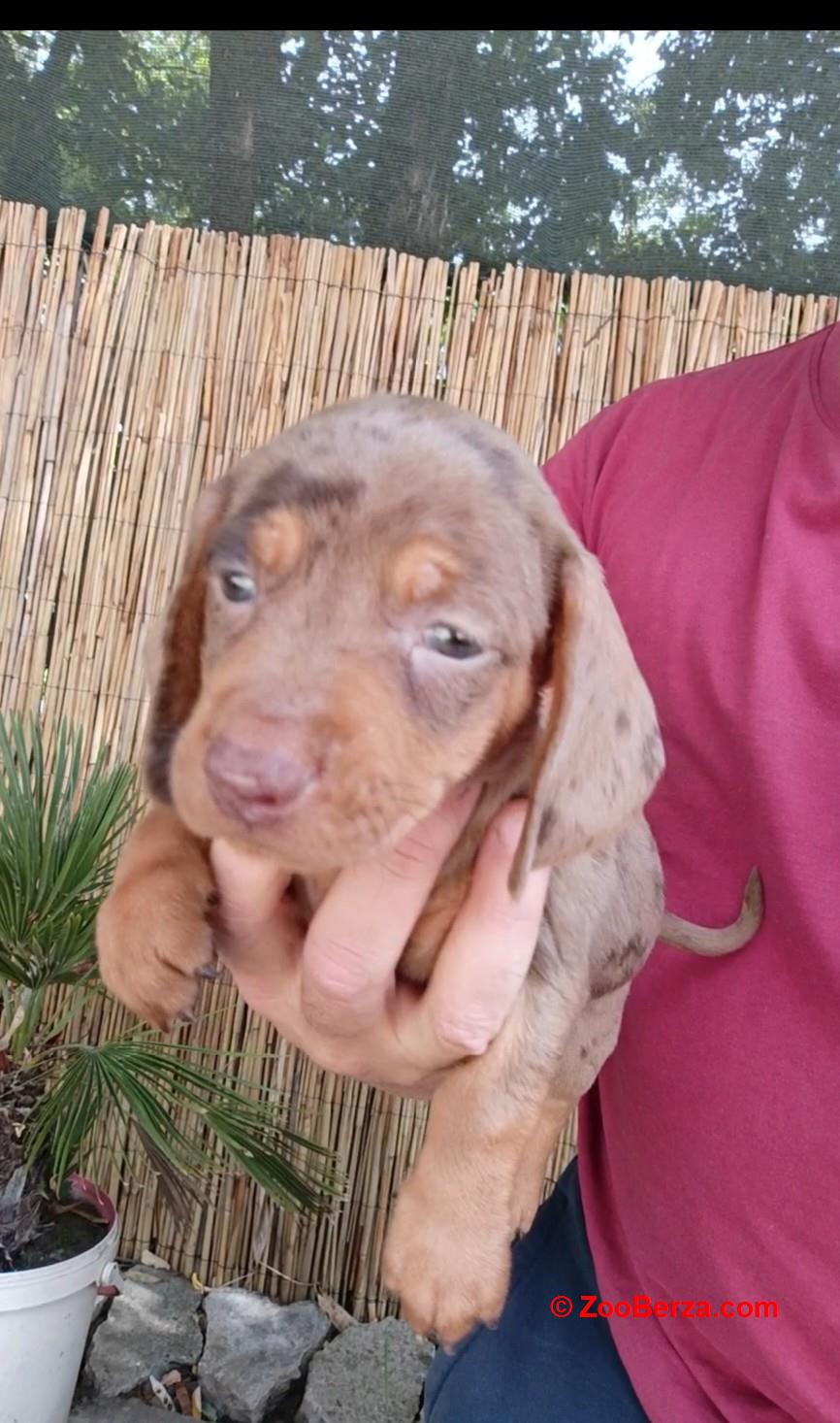 Jazavicar coko merle