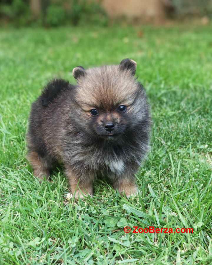 Pomeranski spic, prelepog krzna 