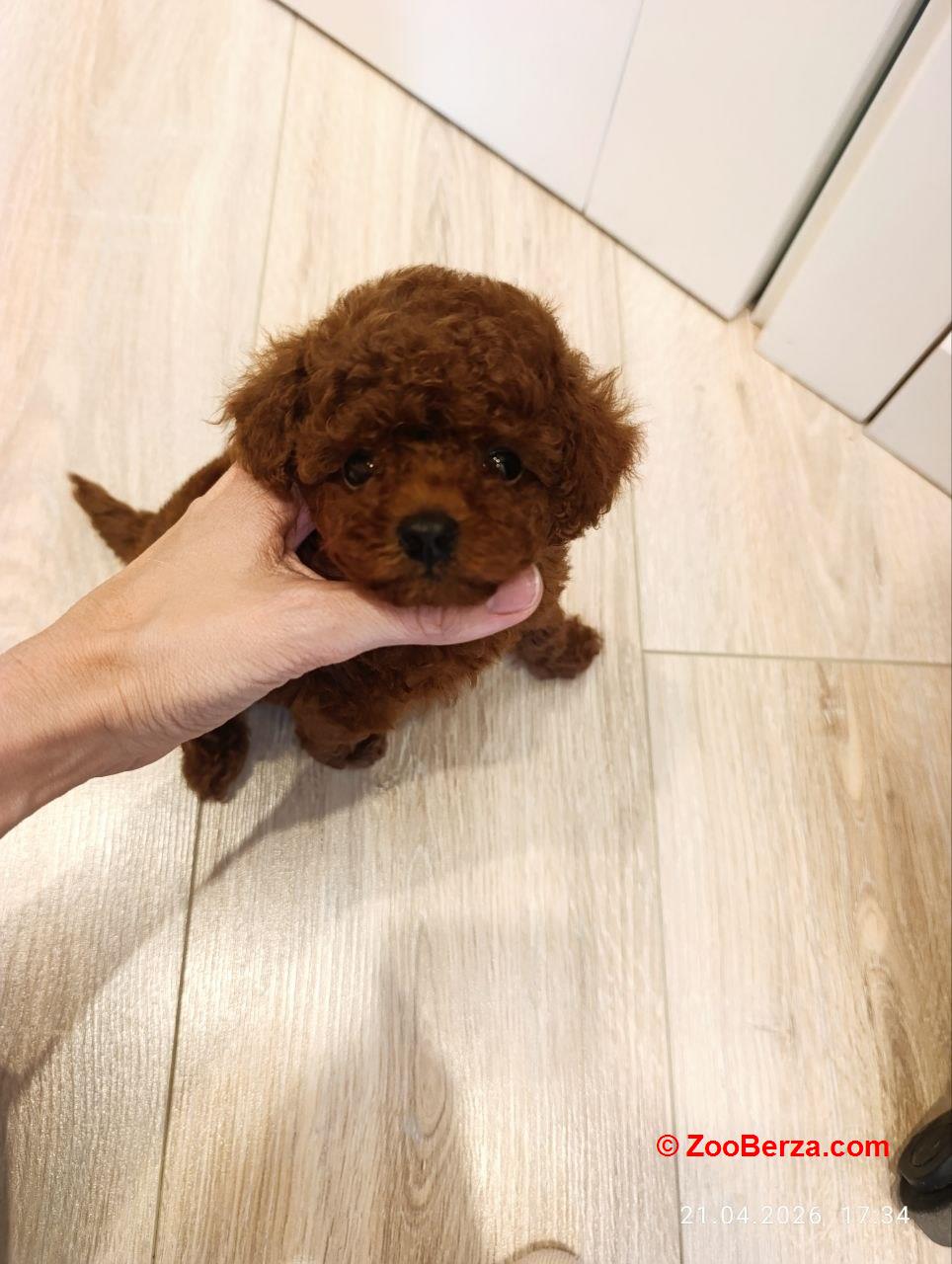 Toy Poodle