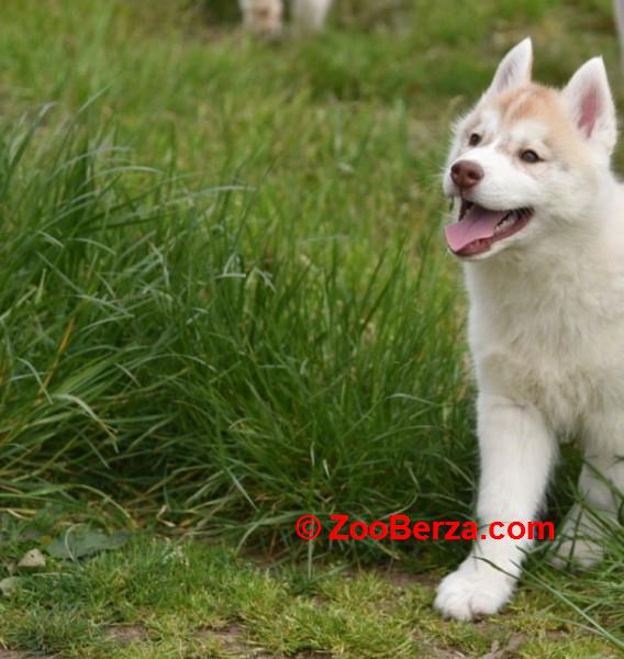 Sibirski haski štenci