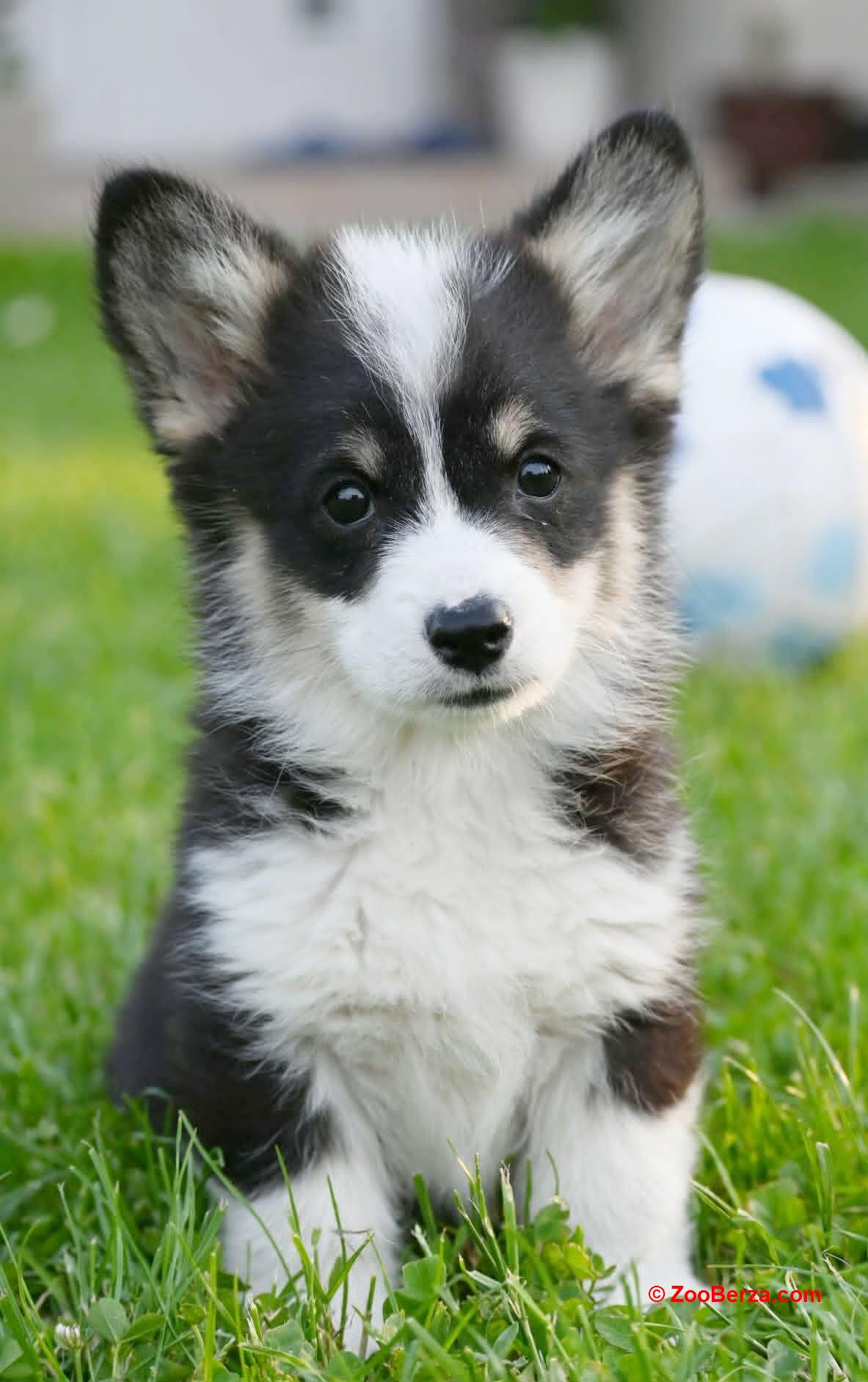 Velški korgi/Welsh Corgi Pembroke