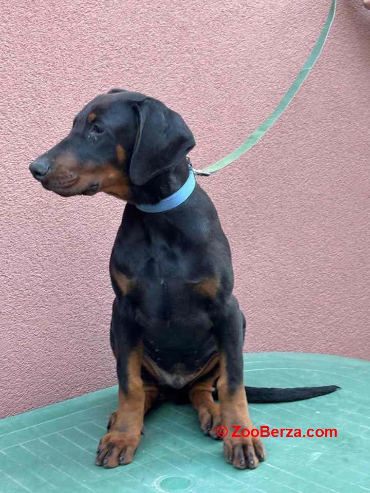 Doberman muško štene odovnikom.  Cena 500€ Nenad, 