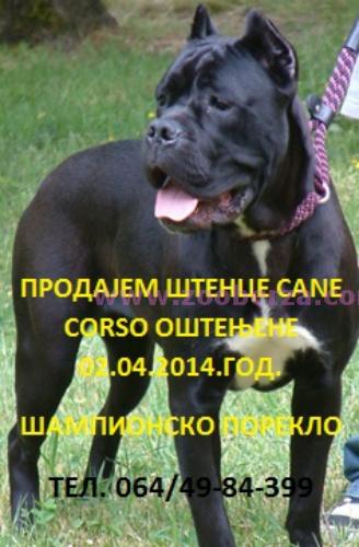 Cane Corso 