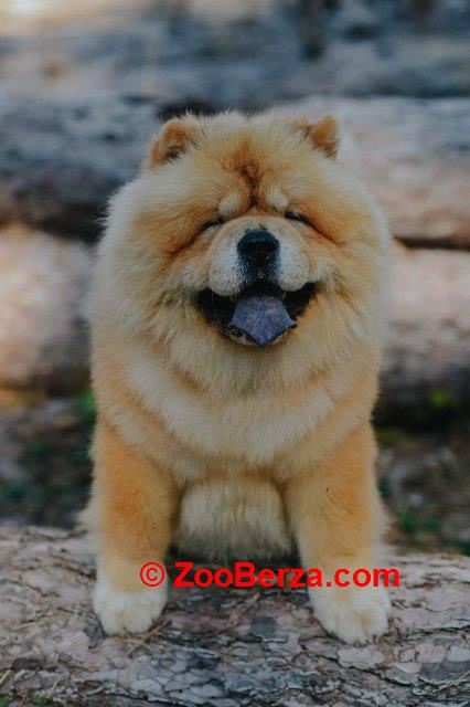 Chow Chow - dostupan za parenje